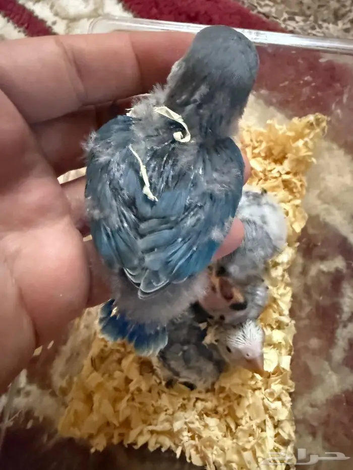 فروخ روز غر 4