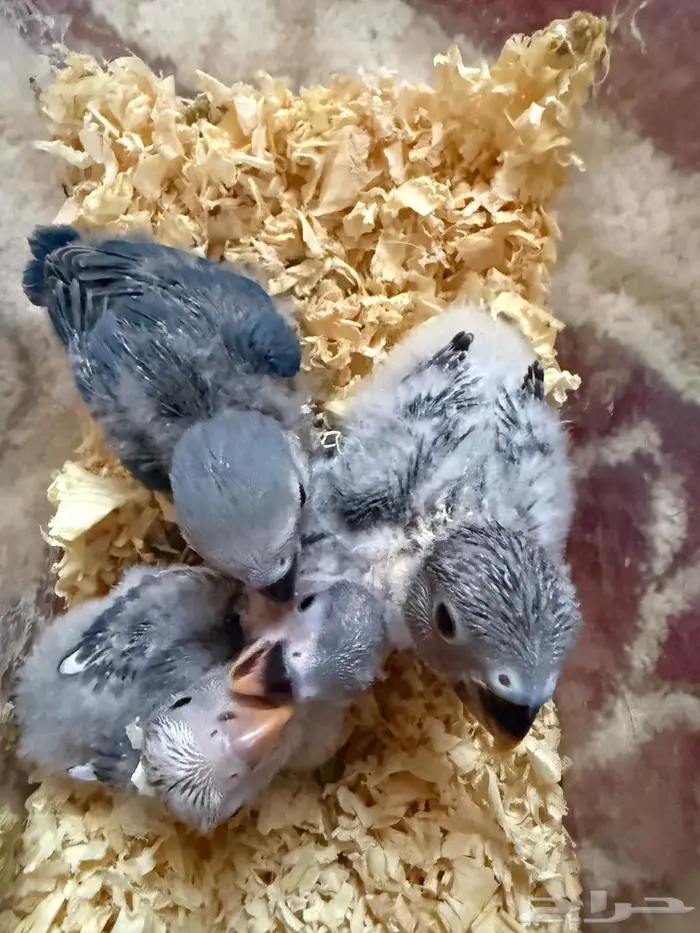 فروخ روز غر 1