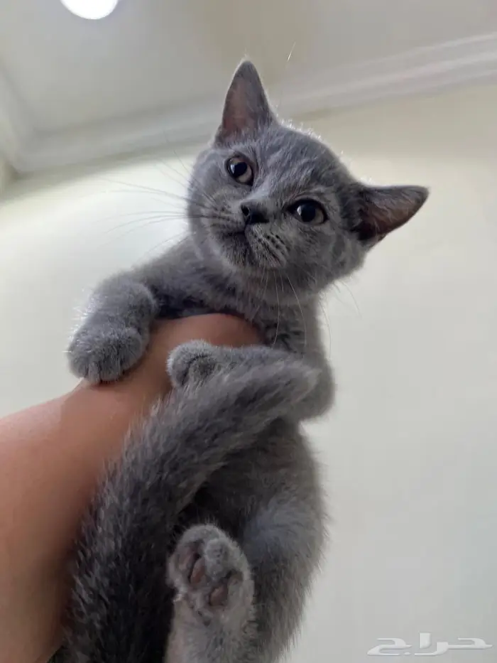 قطه سكوتش ستريت للتبني ( تم التبني) 1