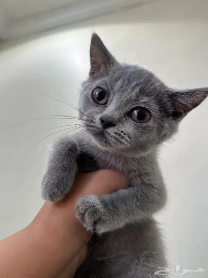 قطه سكوتش ستريت للتبني ( تم التبني) 2