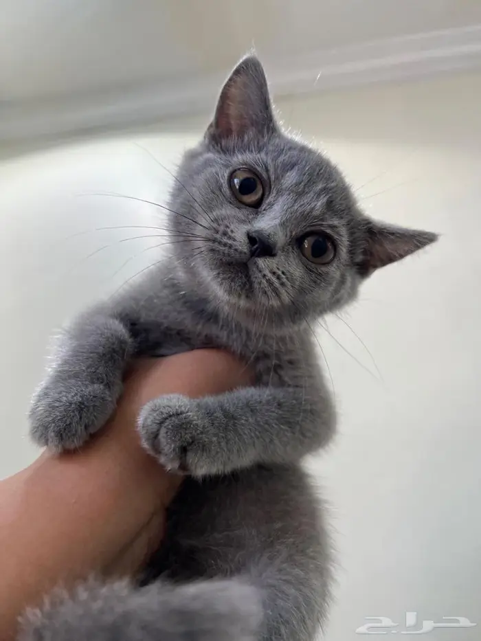 قطه سكوتش ستريت للتبني ( تم التبني) 0