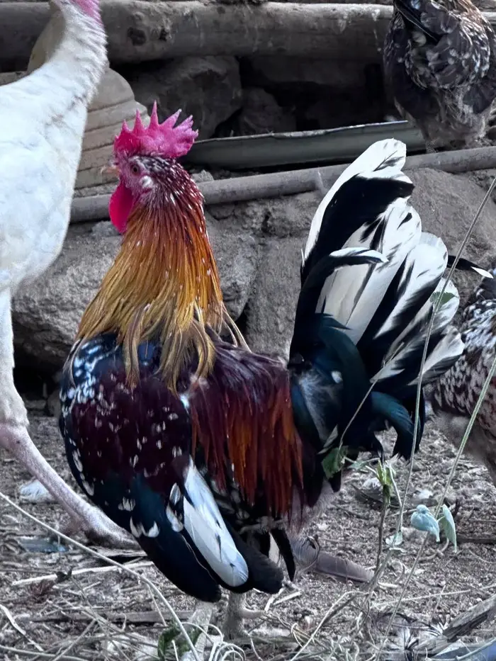 عربي ماكنتوش فاخر - الباحة 0