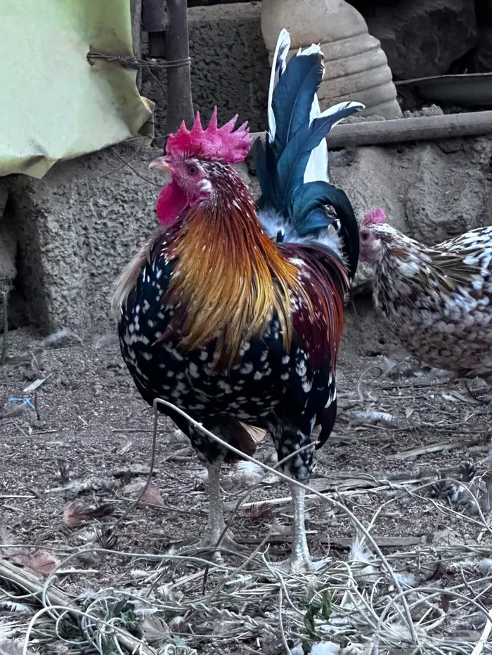 عربي ماكنتوش فاخر - الباحة 1