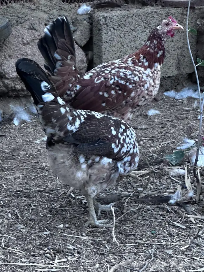 عربي ماكنتوش فاخر - الباحة 3