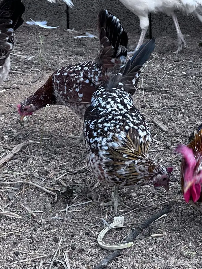 عربي ماكنتوش فاخر - الباحة 4