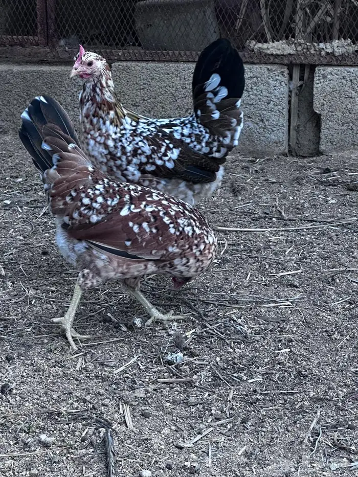 عربي ماكنتوش فاخر - الباحة 5