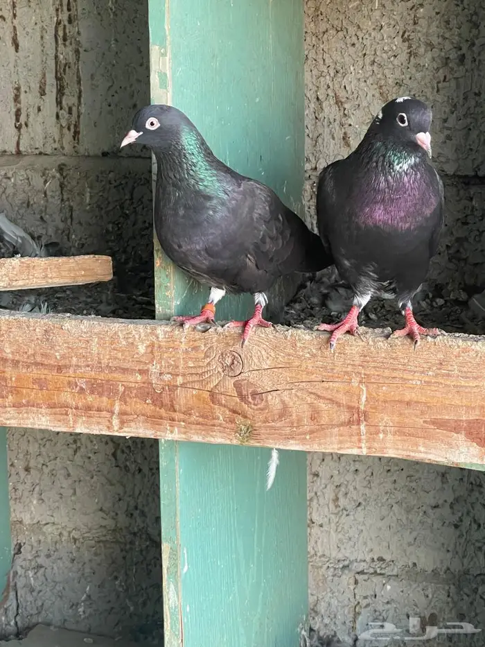 حمام قطيفي للبيع 0