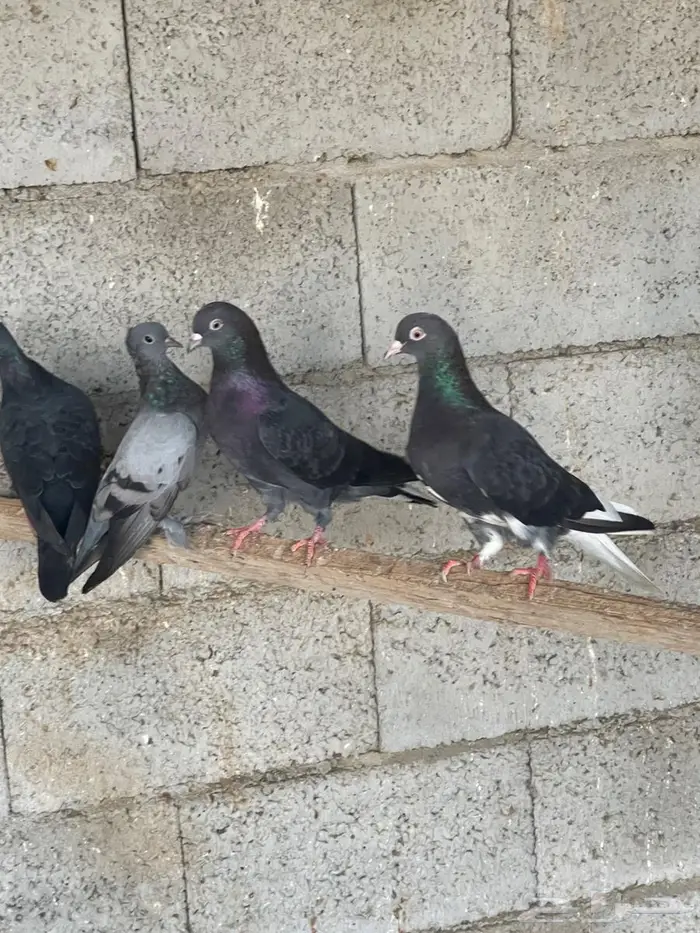 حمام قطيفي للبيع 1