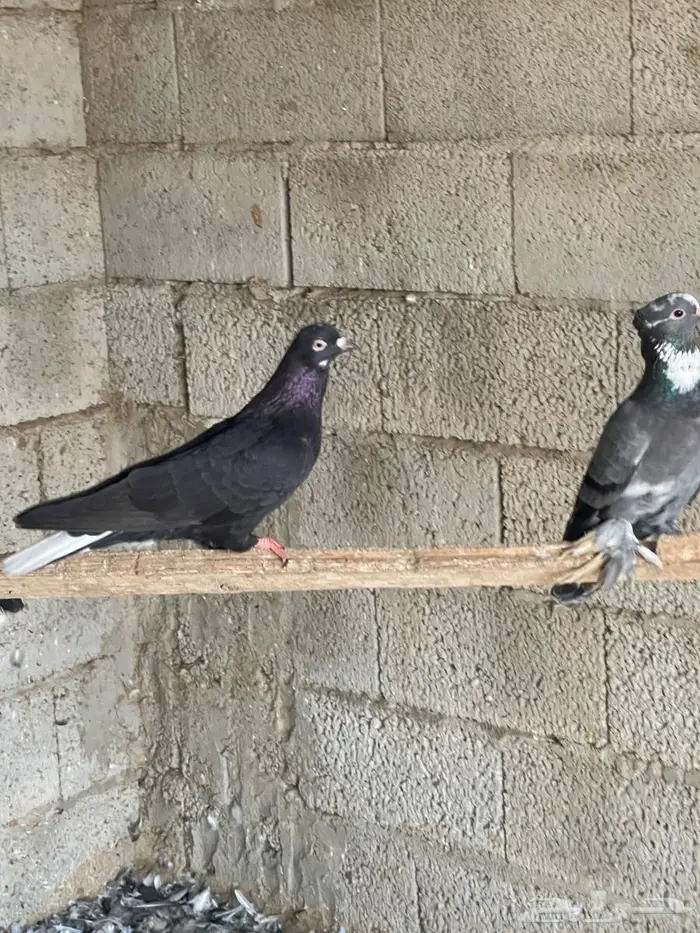 حمام قطيفي للبيع 6