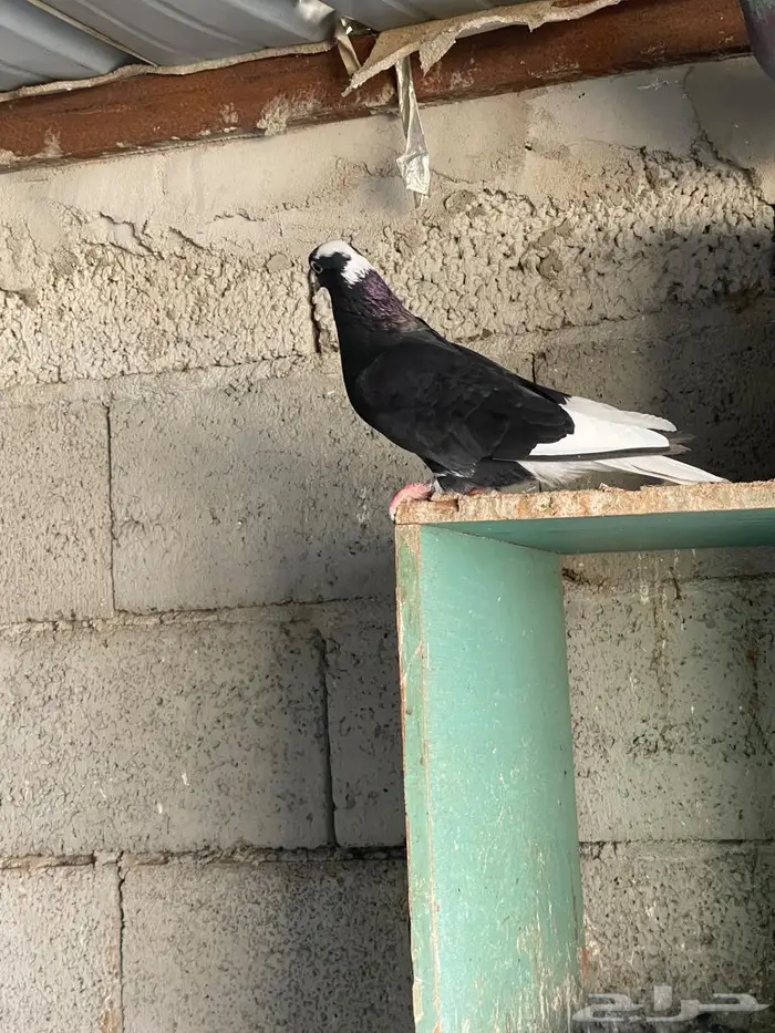 حمام قطيفي للبيع 2