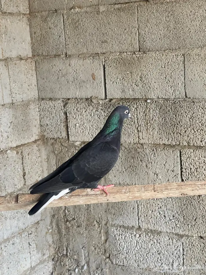 حمام قطيفي للبيع 4