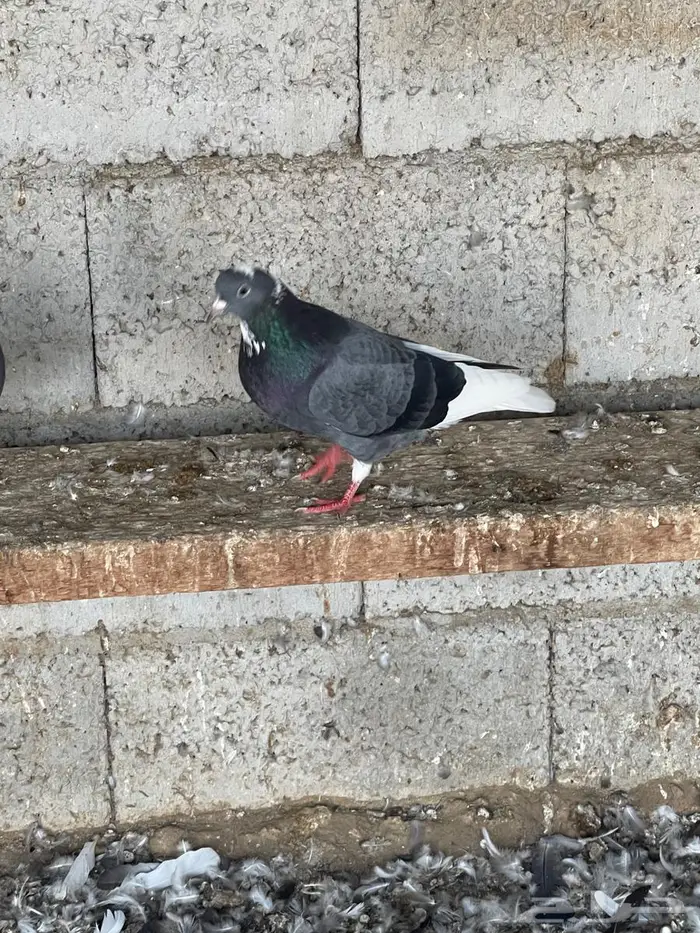 حمام قطيفي للبيع 3