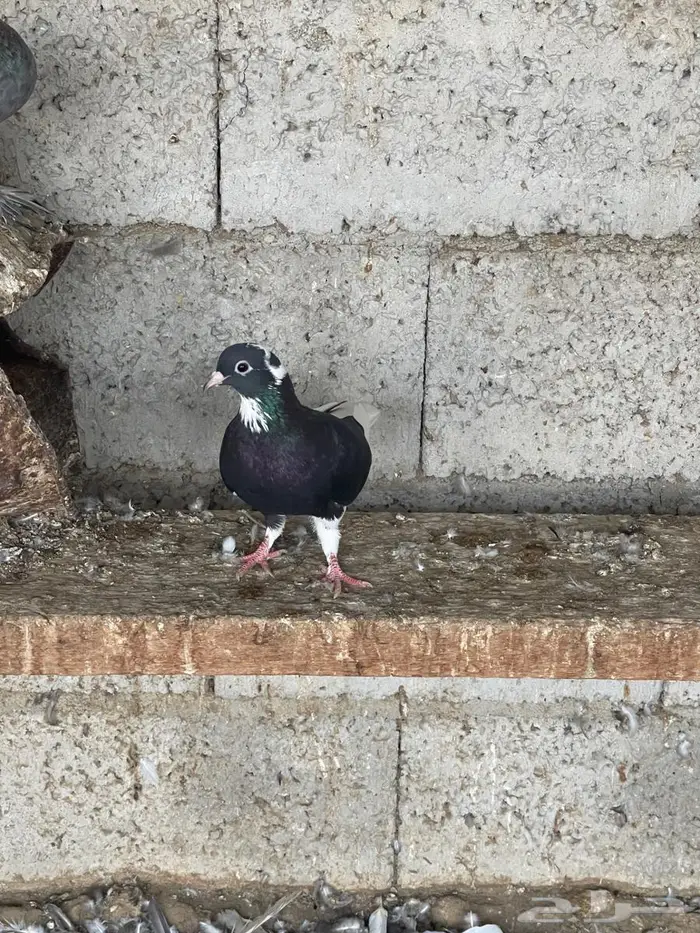 حمام قطيفي للبيع 5