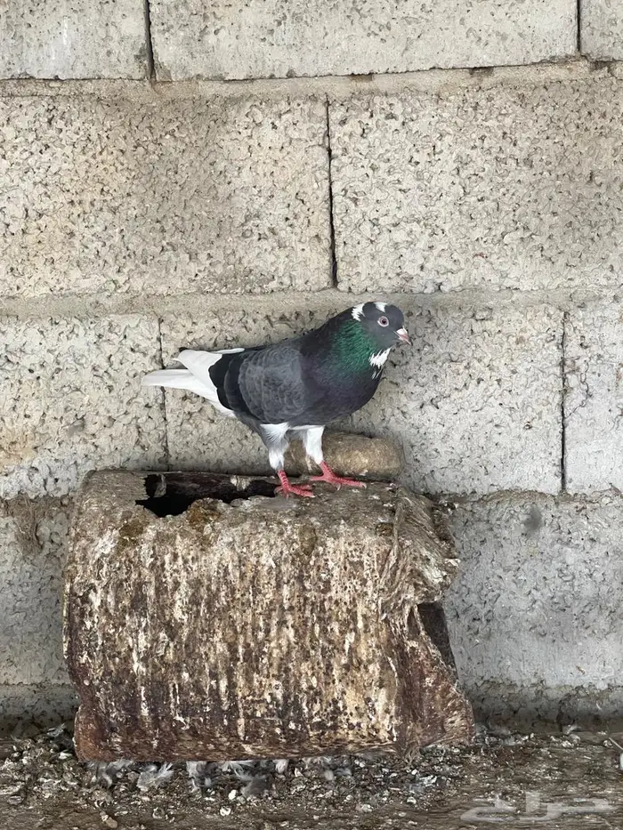 حمام قطيفي للبيع 7