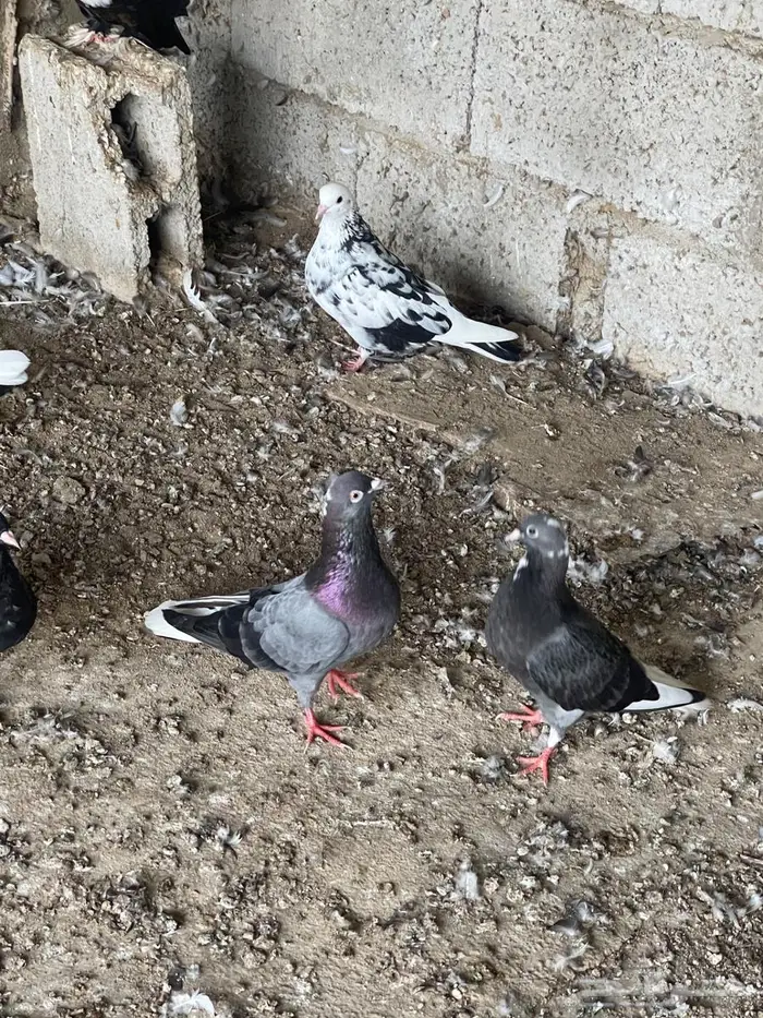 حمام قطيفي للبيع 8