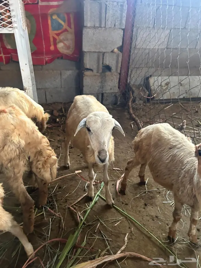 رخال للبيع على تابي بتقسيط 2