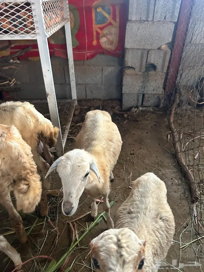 رخال للبيع على تابي بتقسيط 0