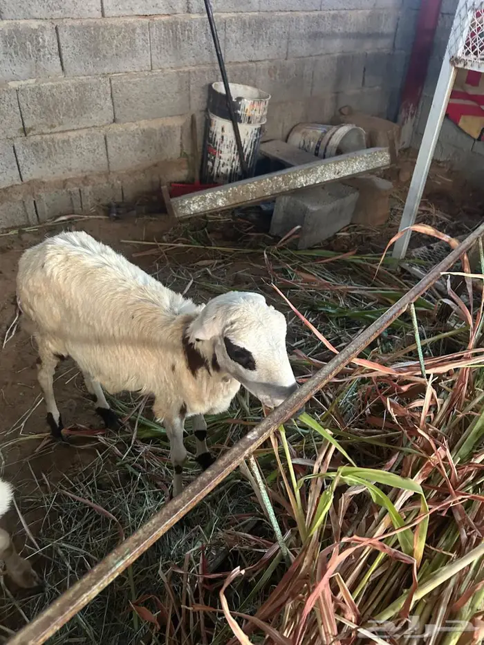 رخال للبيع على تابي بتقسيط 1