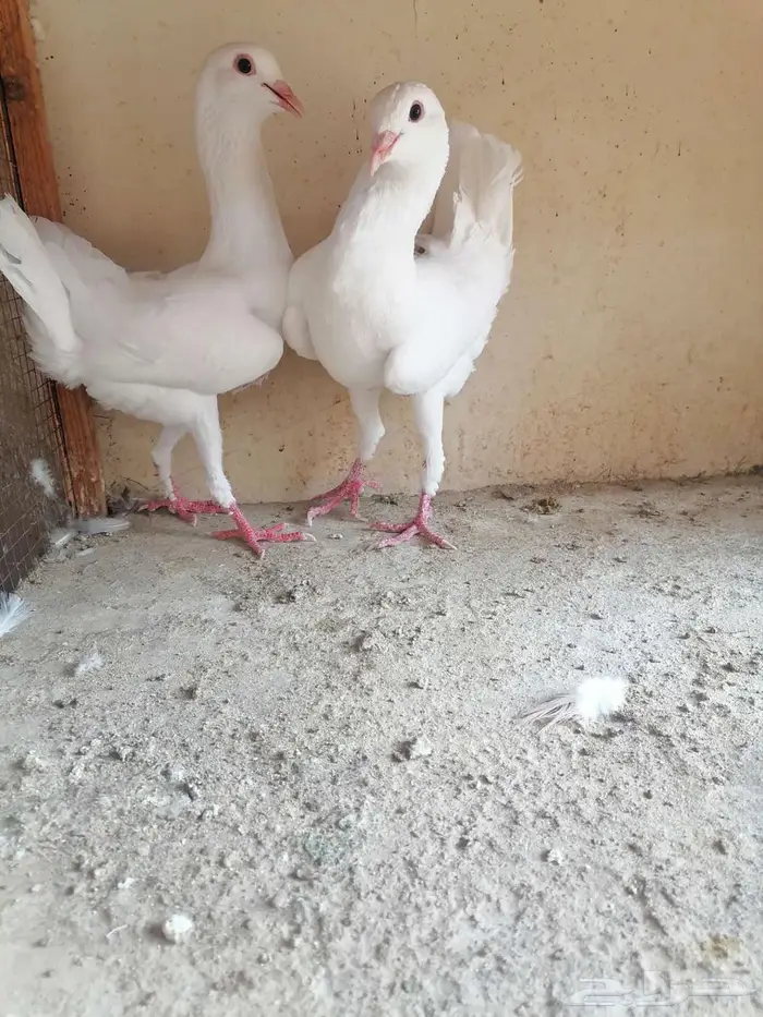 حمام مالتيز جاكوبين 0