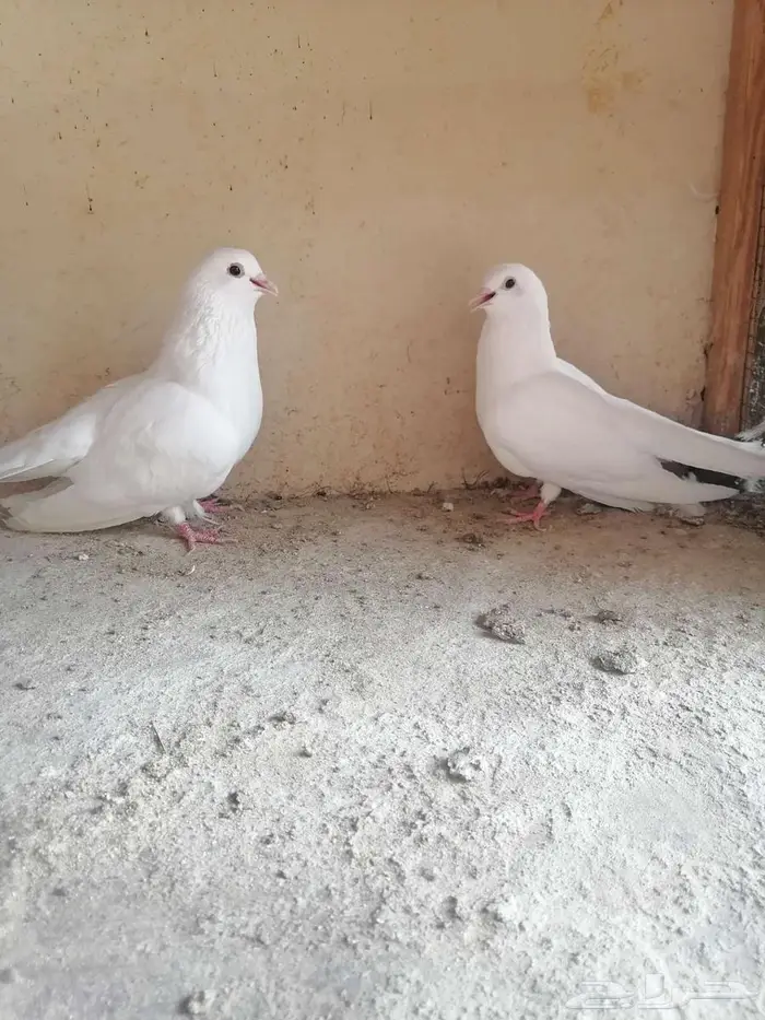 حمام مالتيز جاكوبين 1