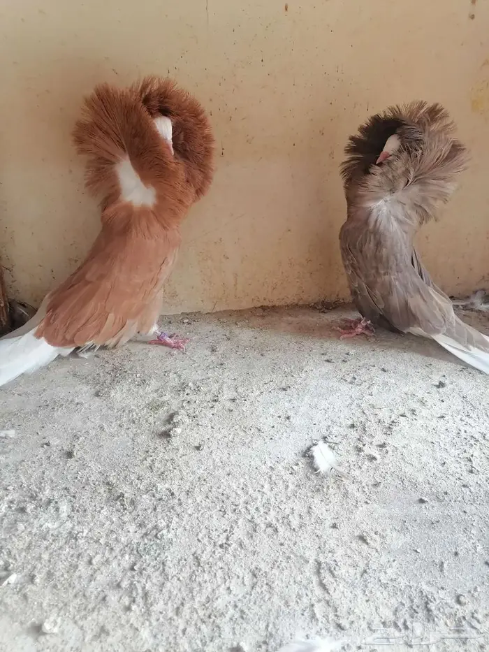 حمام مالتيز جاكوبين 2