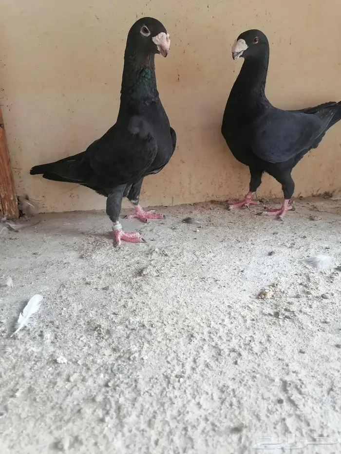 حمام مالتيز جاكوبين 3