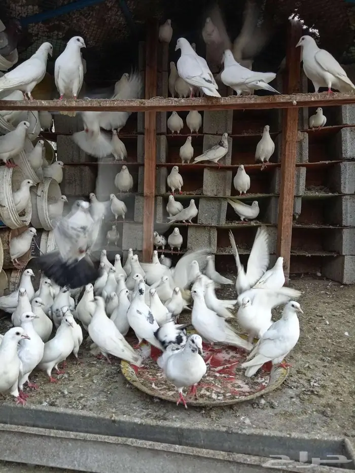 للبيع حمام فرنسي 1