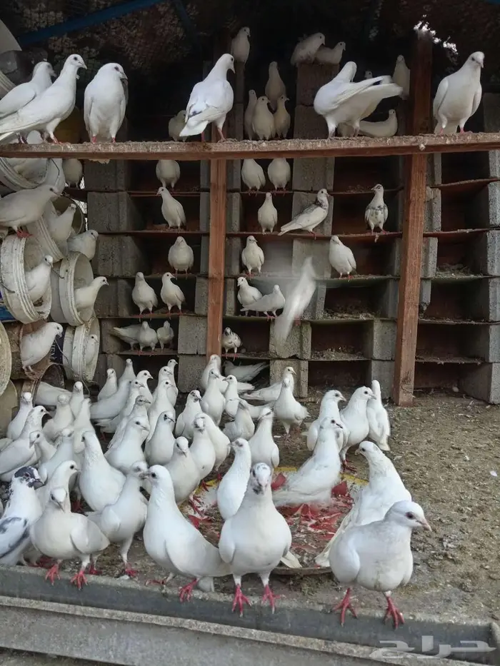 للبيع حمام فرنسي 0