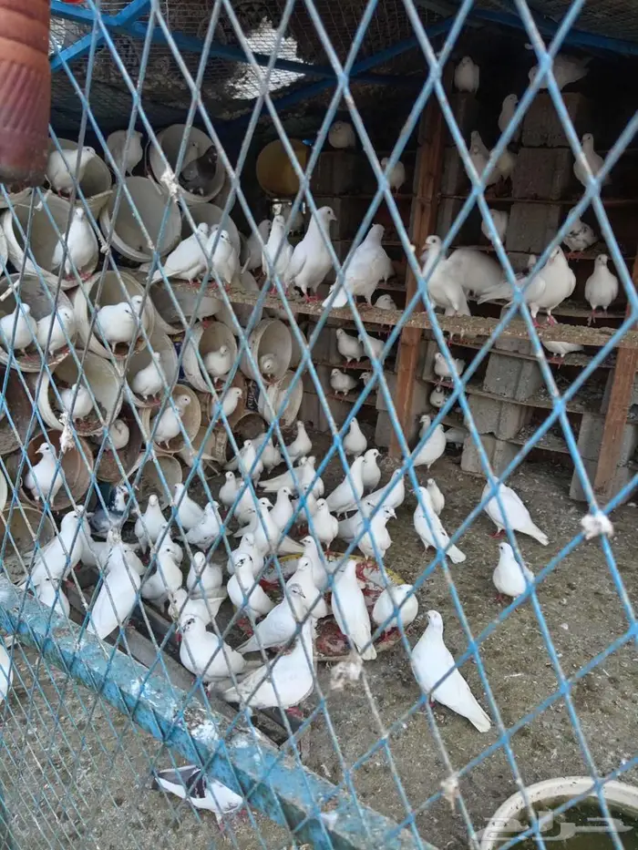 للبيع حمام فرنسي 2