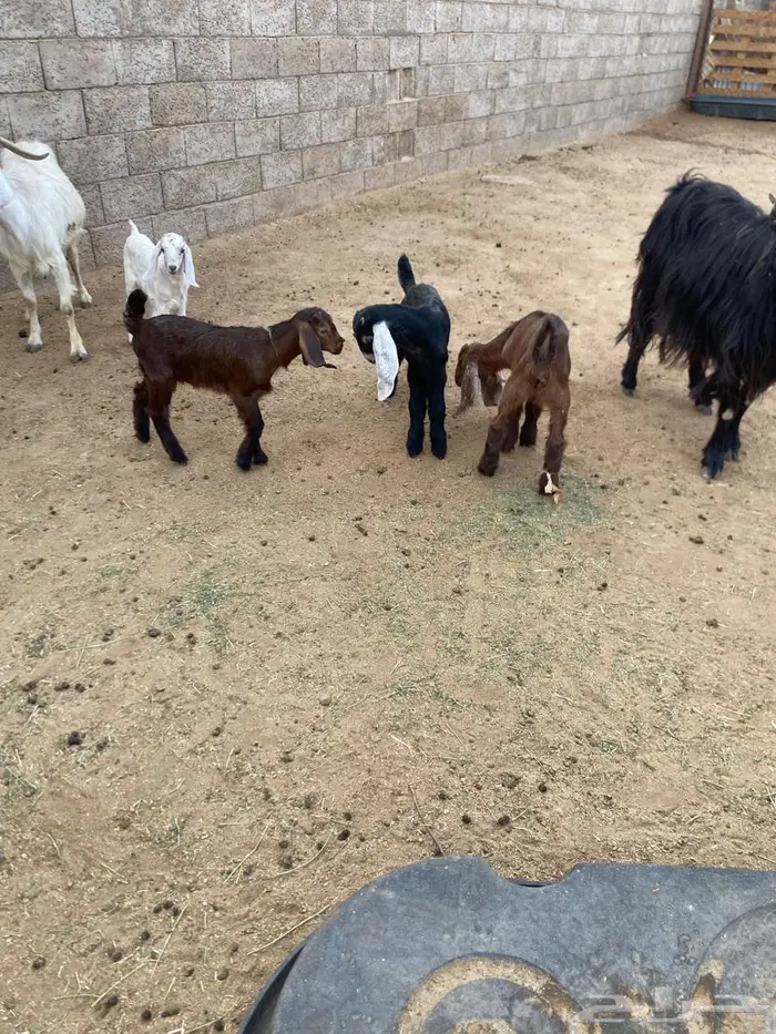 عنزين متاويم 4