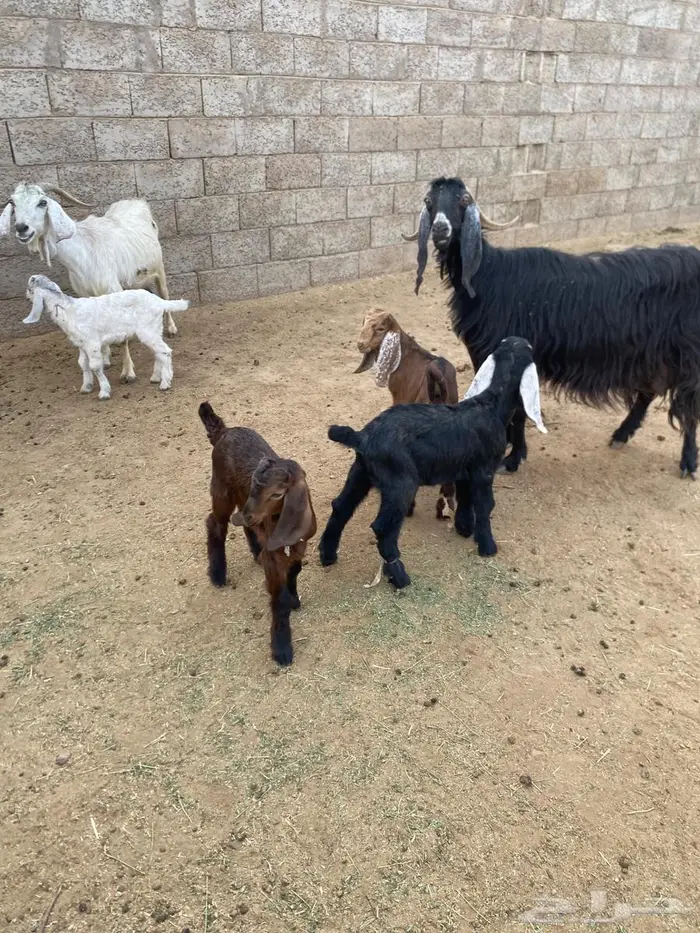 عنزين متاويم 5