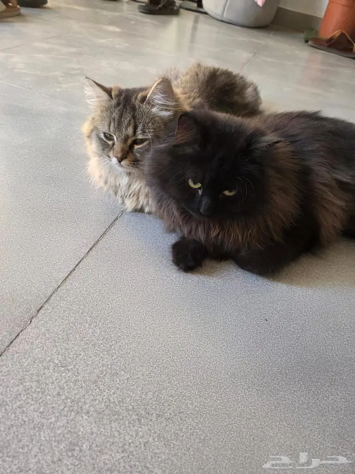 قطتين ذكر الصفة للتبني 0