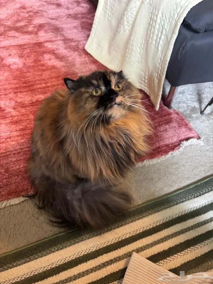 قطة سكوتش شيرازي 1