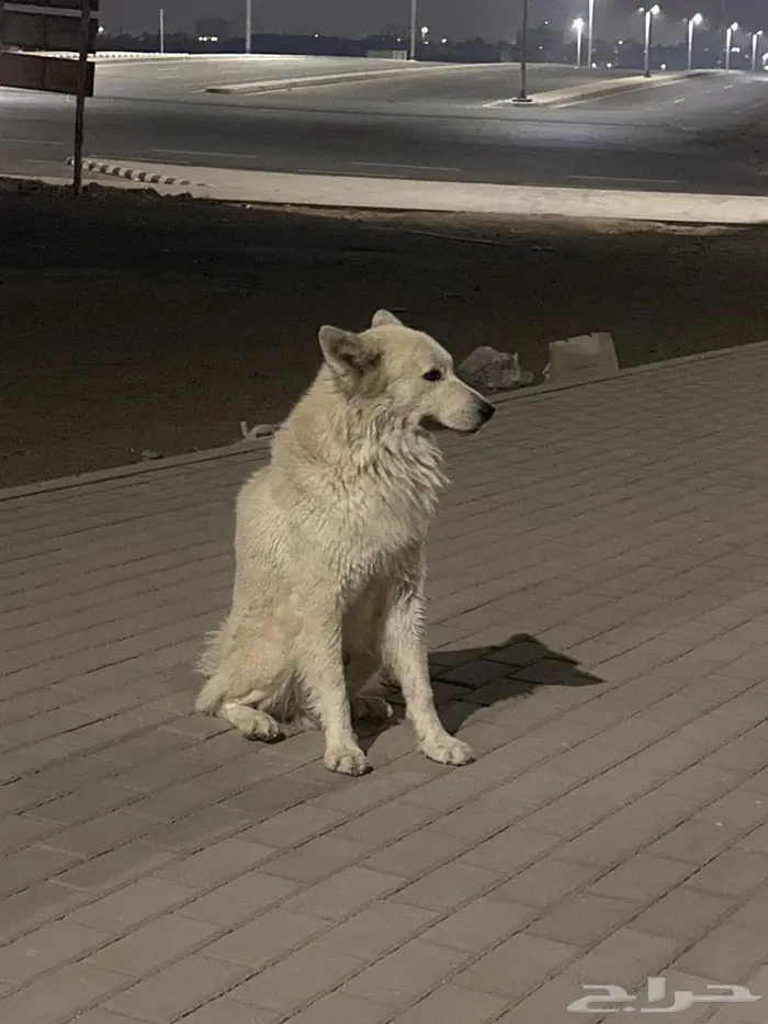 كلب ضائع في جدة الريان 0
