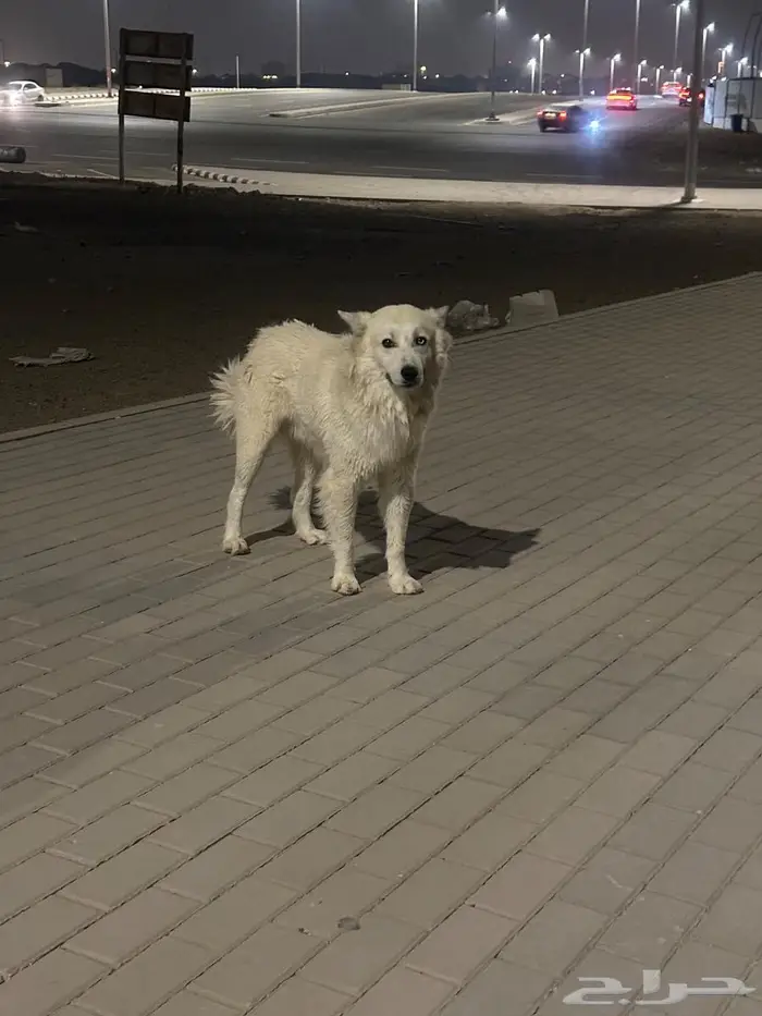 كلب ضائع في جدة الريان 3