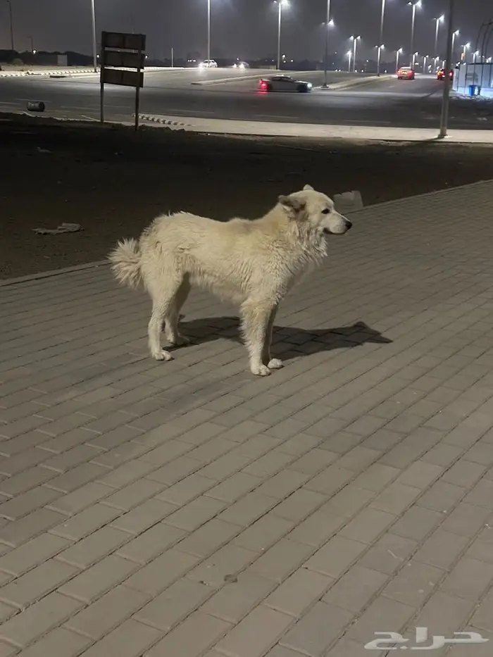 كلب ضائع في جدة الريان 2