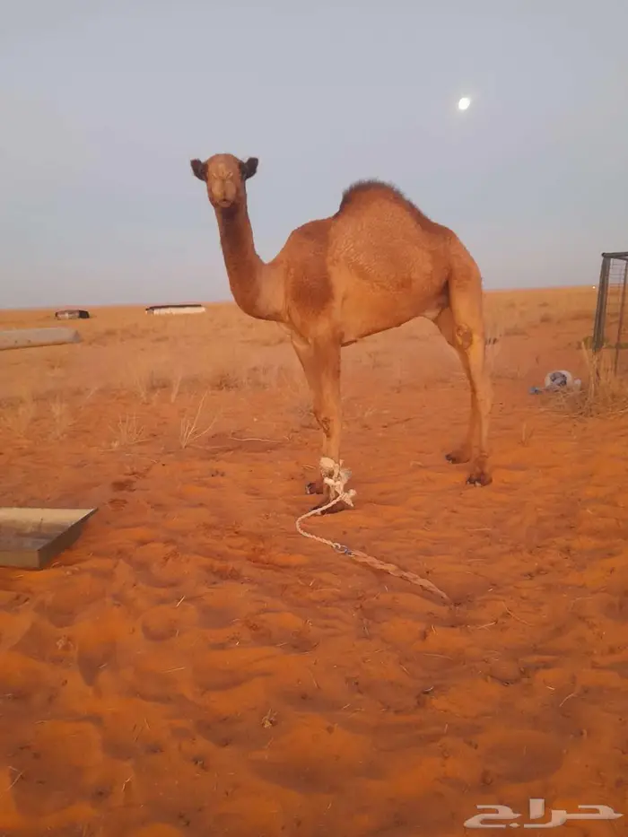 قعود على مذخور 0