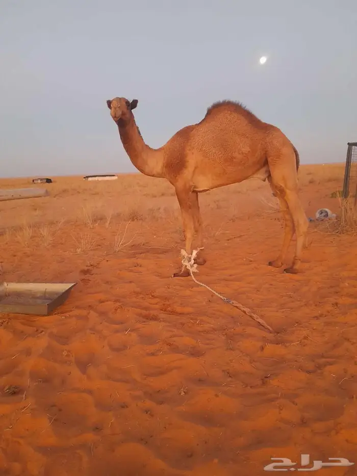 قعود على مذخور 1