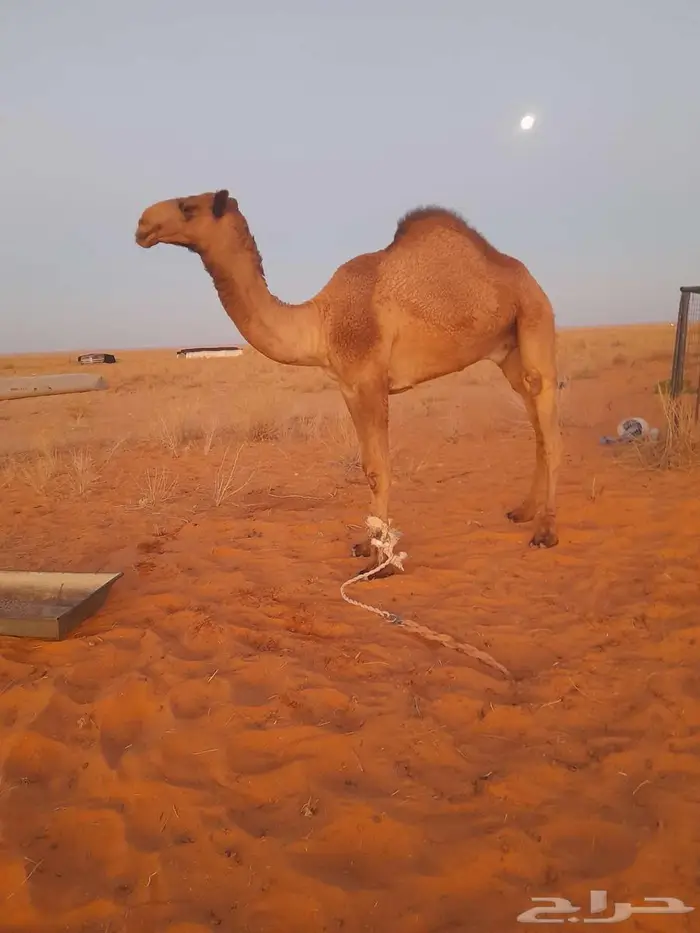 قعود على مذخور 2