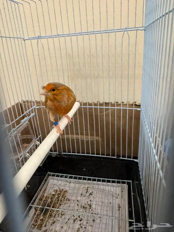 كناري اوروبي عدد 2 5