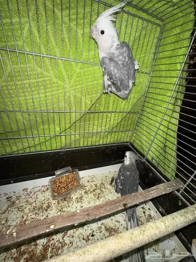 الباحه المندق index