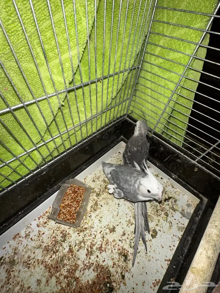 الباحه المندق 0