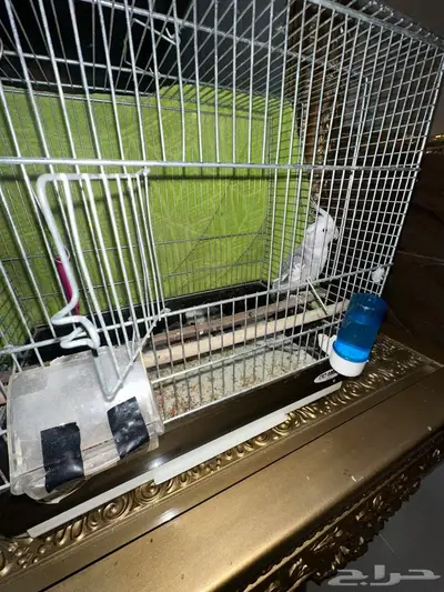 الباحه المندق index