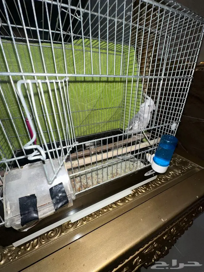 الباحه المندق 1