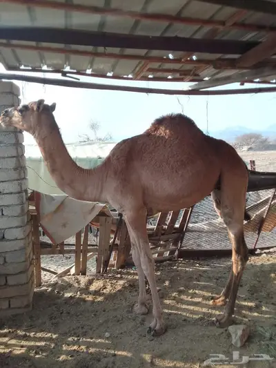 بكرة للبيع 0