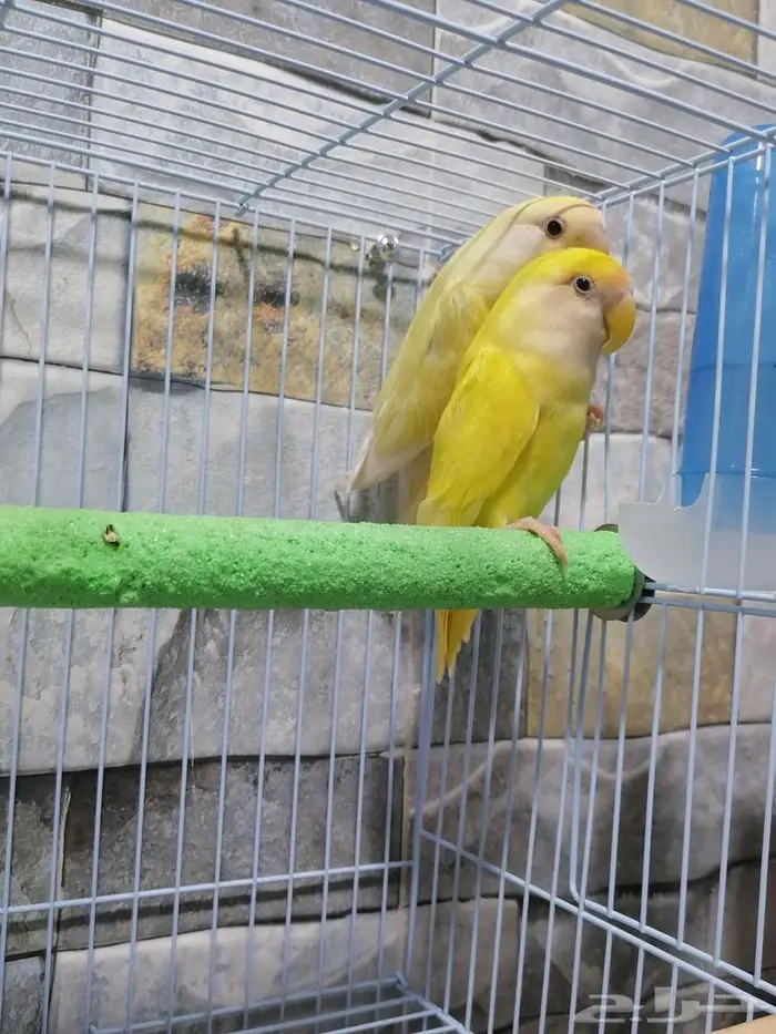 للبيع جوز روز اينو 1