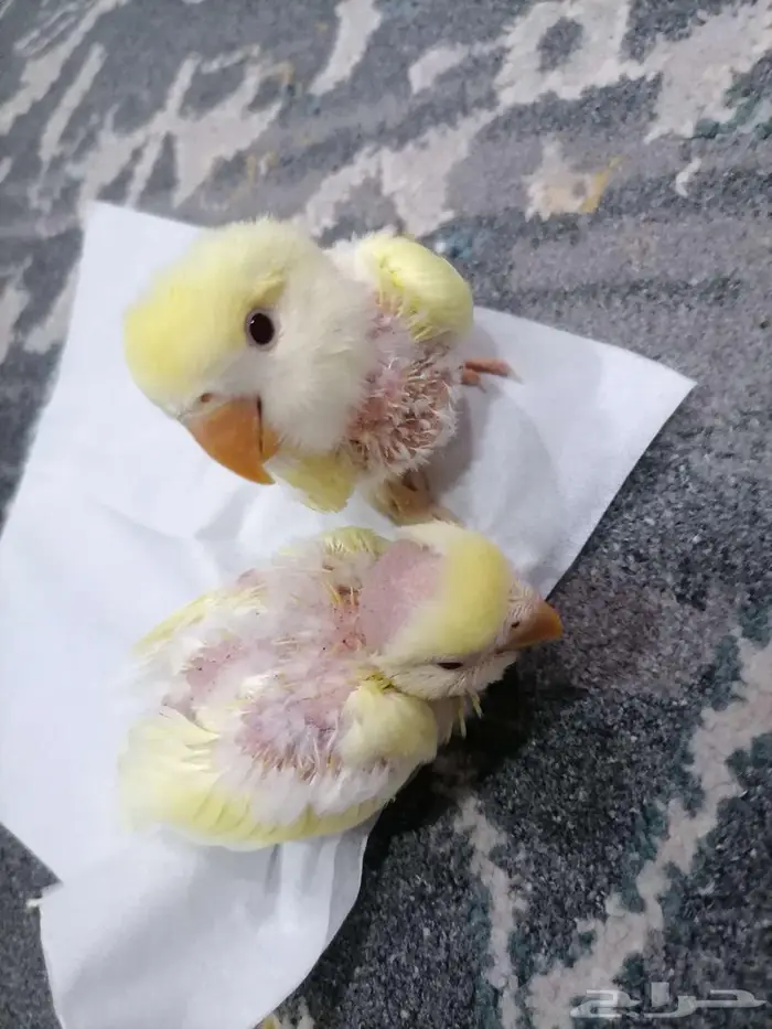 للبيع جوز روز اينو 2