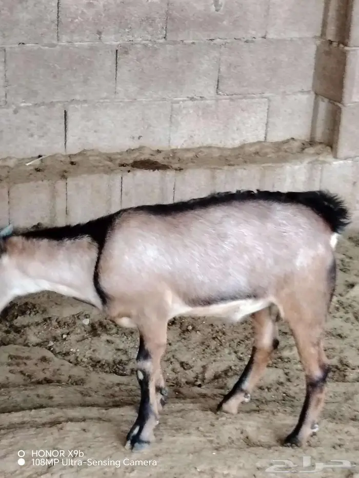 15 بهم اعمار حول 3 شهور 4