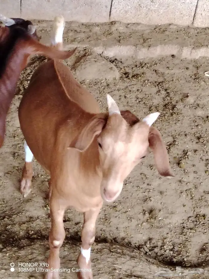 15 بهم اعمار حول 3 شهور 2