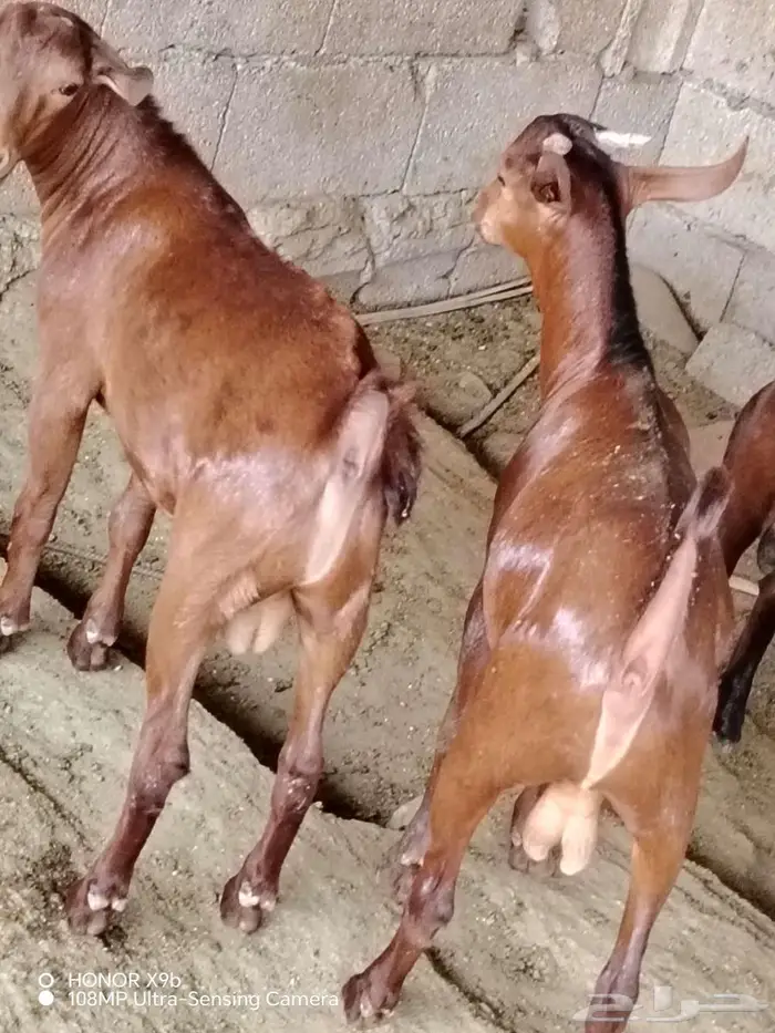 9 تيوس دهم اعمار حول 3 شهور 0